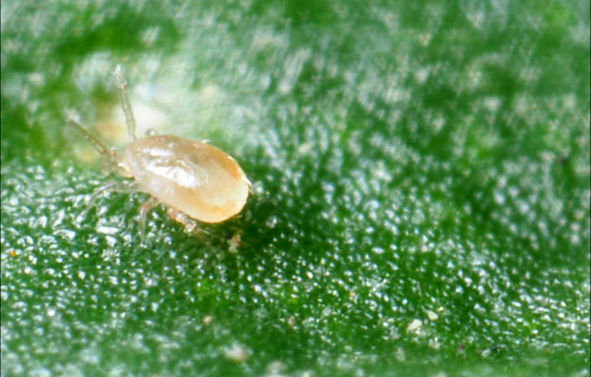 Bugs for Bugs Cucumeris