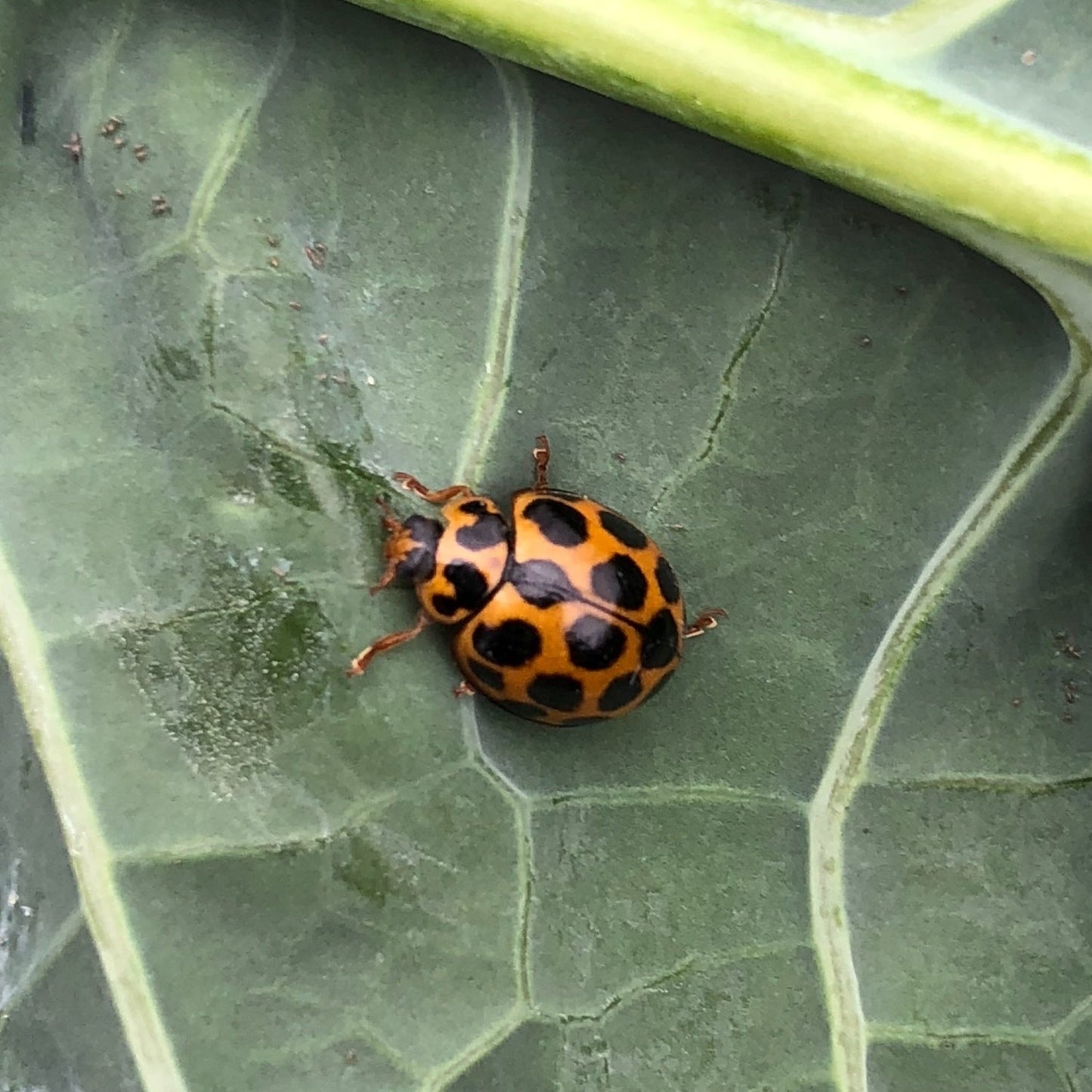 Bugs for Bugs Spotted Ladybird