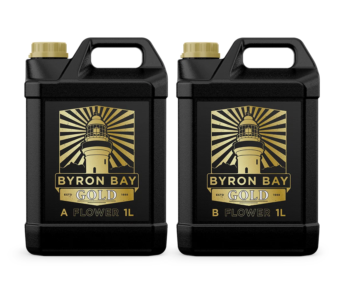 BYRON BAY GOLD FLOWER A+B