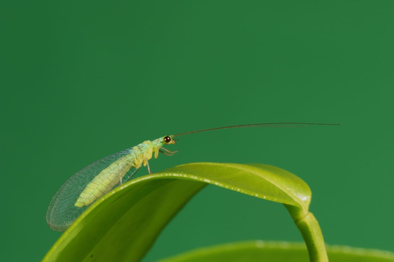 Bugs for Bugs Lacewings
