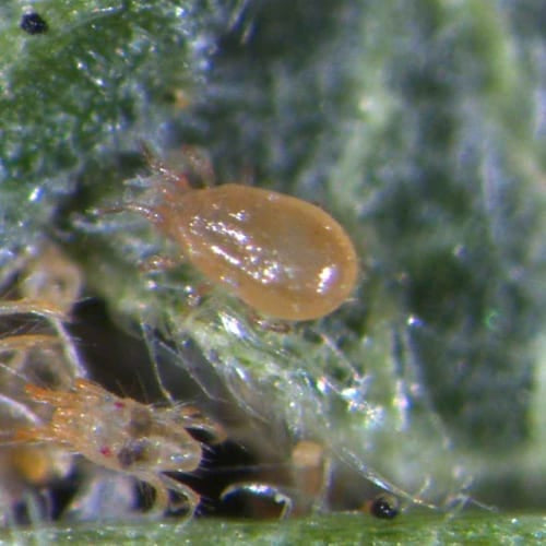 Bugs for Bugs Californicus