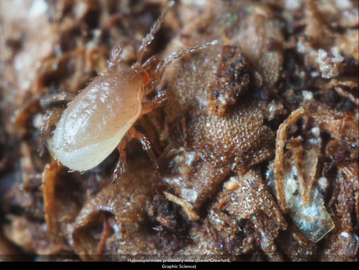 Bugs for Bugs Hypoaspis