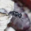Bugs for Bugs Fly Parasite Mix