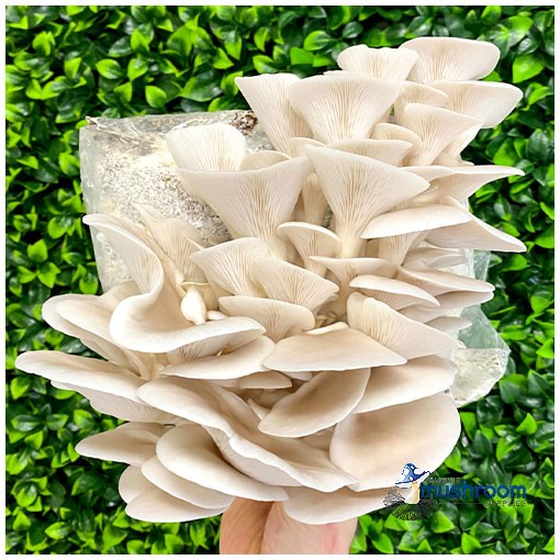 Aussie Mushrooms - Ready To Grow Kit - White Oyster (Pleurotus Ostreatus)