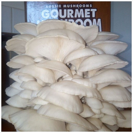 Aussie Mushrooms - Ready To Grow Kit - White Oyster (Pleurotus Ostreatus)