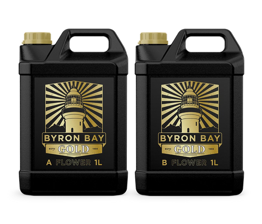 BYRON BAY GOLD FLOWER A+B