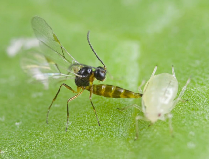 Aphidius colemani