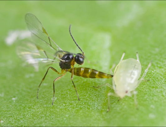 Aphidius colemani